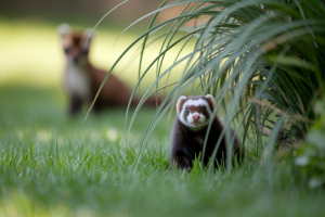 Furet ou Fouine : Quelles Différences Entre Ces Deux Animaux