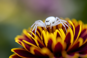 Araignée blanche : l&rsquo;araignée crabe au jardin