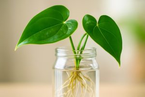 Bouture Anthurium dans l&rsquo;Eau : Réussir en 5 Étapes