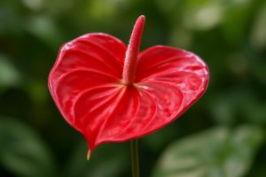 Comment Faire Refleurir un Anthurium : les Gestes Essentiels