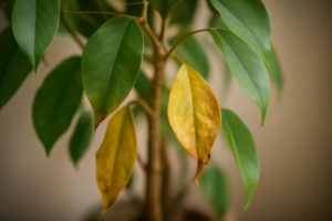 Ficus Malade : Comment le Reconnaître et le Soigner ?