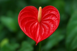 Anthurium Durée de Vie : Combien de Temps Vit cette Plante ?