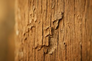 gros-plan-bois-endommage-grain