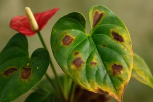 Maladie Anthurium Photo : Identifier par l&rsquo;Image