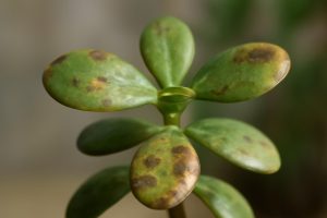 Maladie Arbre de Jade : Comment les Reconnaître et Agir ?