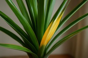Yucca Feuilles qui Jaunissent : Pourquoi et Que Faire ?